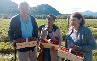 Erdbeerenzeit in Afritz